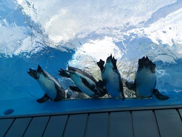 サンシャイン水族館に投稿された画像（2022/1/23）