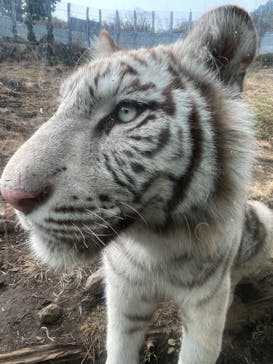 伊豆アニマルキングダムに投稿された画像（2022/1/23）