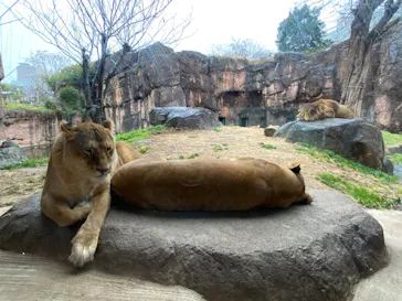 天王寺動物園に投稿された画像（2022/1/23）