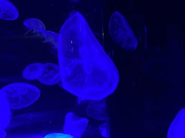 マクセル アクアパーク品川に投稿された画像（2022/1/23）