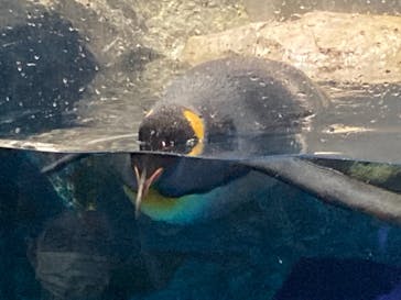 マクセル アクアパーク品川に投稿された画像（2022/1/23）