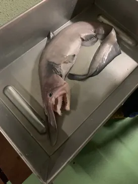 横浜・八景島シーパラダイスに投稿された画像（2022/1/23）