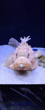 マクセル アクアパーク品川に投稿された画像（2022/1/24）