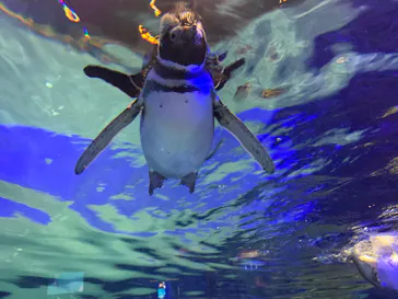 すみだ水族館に投稿された画像（2022/1/24）