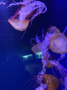 すみだ水族館に投稿された画像（2022/1/24）