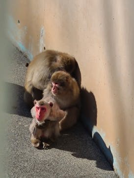 おさるランド＆アニタウン　日光さる軍団劇場に投稿された画像（2022/1/24）