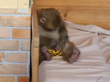 おさるランド＆アニタウン　日光さる軍団劇場に投稿された画像（2022/1/24）