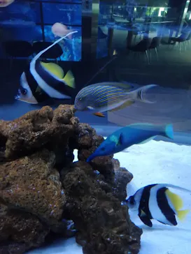 すみだ水族館に投稿された画像（2022/1/24）