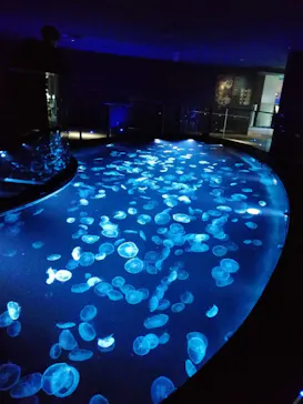 すみだ水族館に投稿された画像（2022/1/24）