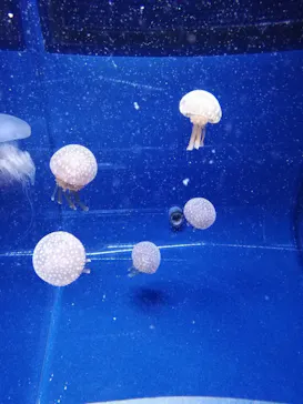 すみだ水族館に投稿された画像（2022/1/24）