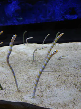 すみだ水族館に投稿された画像（2022/1/24）