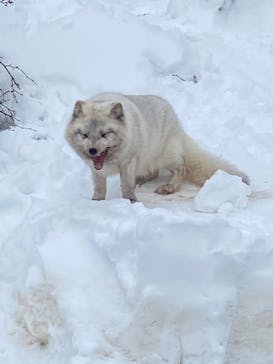 旭川市旭山動物園に投稿された画像（2022/1/24）