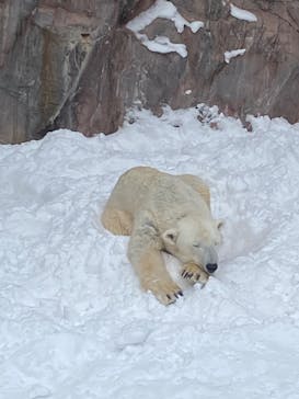旭川市旭山動物園に投稿された画像（2022/1/24）