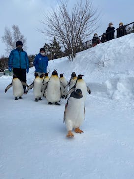 旭川市旭山動物園に投稿された画像（2022/1/24）