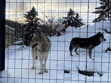 旭川市旭山動物園に投稿された画像（2022/1/24）
