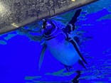 すみだ水族館に投稿された画像（2022/1/24）