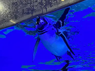 すみだ水族館に投稿された画像（2022/1/24）