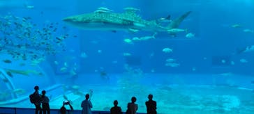 沖縄美ら海水族館に投稿された画像（2022/1/24）