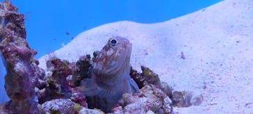 沖縄美ら海水族館に投稿された画像（2022/1/24）