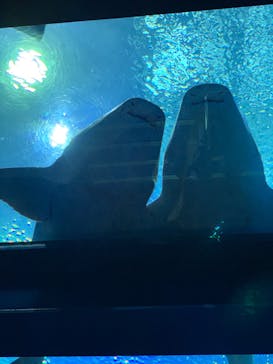 沖縄美ら海水族館に投稿された画像（2022/1/24）