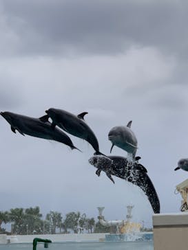 沖縄美ら海水族館に投稿された画像（2022/1/24）