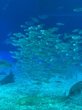 沖縄美ら海水族館に投稿された画像（2022/1/24）