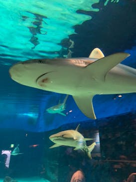 沖縄美ら海水族館に投稿された画像（2022/1/24）