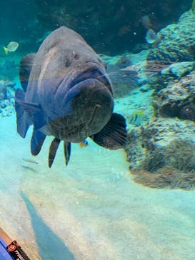 沖縄美ら海水族館に投稿された画像（2022/1/24）
