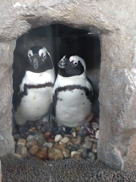 京都水族館に投稿された画像（2022/1/24）