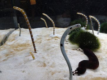 京都水族館に投稿された画像（2022/1/24）