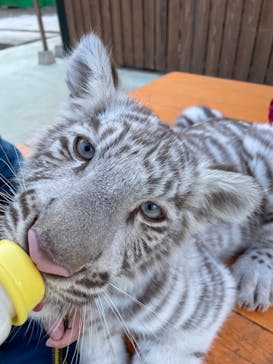 しろとり動物園に投稿された画像（2022/1/25）