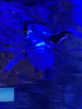 すみだ水族館に投稿された画像（2022/1/25）