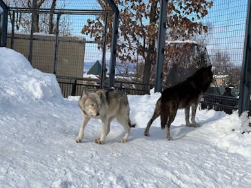 旭川市旭山動物園に投稿された画像（2022/1/25）