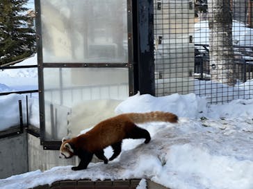 旭川市旭山動物園に投稿された画像（2022/1/25）