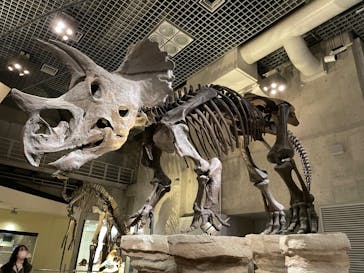 国立科学博物館に投稿された画像（2022/1/25）