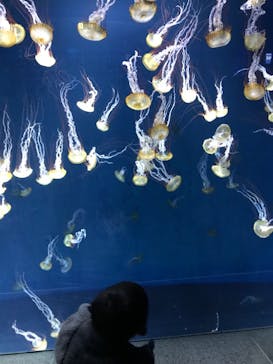 新江ノ島水族館に投稿された画像（2022/1/25）