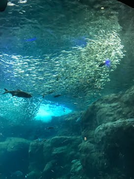 新江ノ島水族館に投稿された画像（2022/1/25）