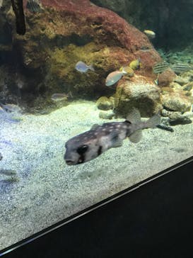 新江ノ島水族館に投稿された画像（2022/1/25）