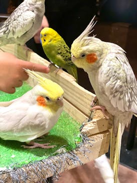 Moff animal world MARK IS みなとみらい店に投稿された画像（2022/1/26）