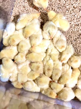 Moff animal world MARK IS みなとみらい店に投稿された画像（2022/1/26）