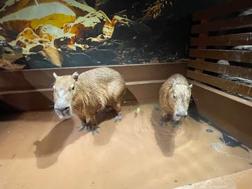 Moff animal world MARK IS みなとみらい店に投稿された画像（2022/1/26）