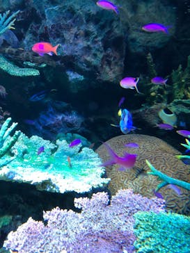 サンシャイン水族館に投稿された画像（2022/1/26）