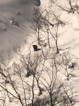 白馬岩岳スノーフィールドに投稿された画像（2022/1/26）