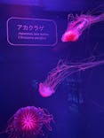 すみだ水族館に投稿された画像（2022/1/26）