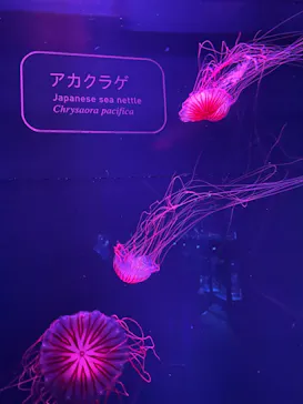 すみだ水族館に投稿された画像（2022/1/26）