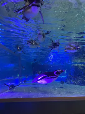 すみだ水族館に投稿された画像（2022/1/26）