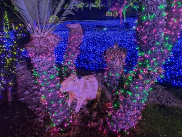 伊豆ぐらんぱる公園に投稿された画像（2022/1/26）