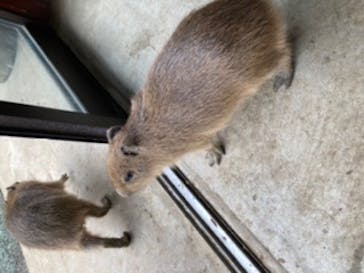 伊豆シャボテン動物公園に投稿された画像（2022/1/26）