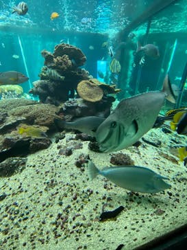 串本海中公園水族館に投稿された画像（2022/1/26）