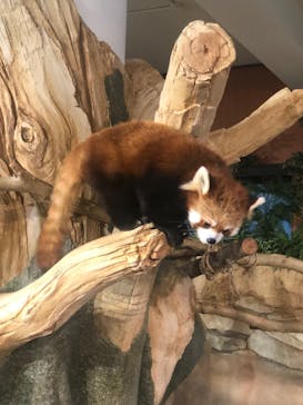 ネオパークオキナワに投稿された画像（2022/1/27）